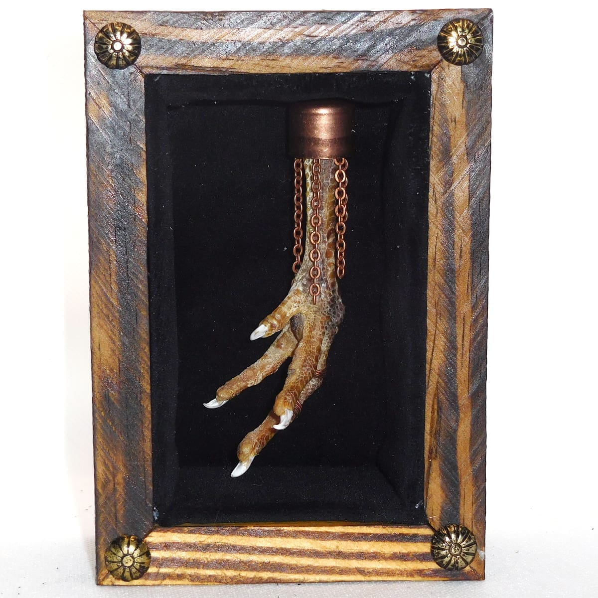 Chicken Foot Wunderkammer